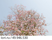 Tabebuia rosea in thailand. Стоковое фото, агентство Ingram Publishing / Фотобанк Лори