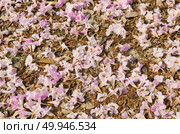 The pink carpet of Tabebuia flower. Стоковое фото, агентство Ingram Publishing / Фотобанк Лори
