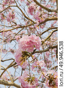 Pink Tabebuia flower blossom, Thailand. Стоковое фото, агентство Ingram Publishing / Фотобанк Лори