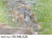 the heaviest extant artiodactyl, hippopotamus amphibius or hippo. Стоковое фото, агентство Ingram Publishing / Фотобанк Лори
