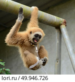 gibbon with chain. Стоковое фото, агентство Ingram Publishing / Фотобанк Лори