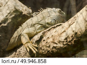 Iguana in the zoo open, Thailand. Стоковое фото, агентство Ingram Publishing / Фотобанк Лори