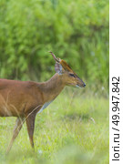 Muntiacus muntjak or fea’s barking deer or so called fea’s muntjac with flowers in backgound. Стоковое фото, агентство Ingram Publishing / Фотобанк Лори