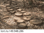 The wooden walkway in park. Стоковое фото, агентство Ingram Publishing / Фотобанк Лори