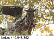 carriage horse in Myanmar. Стоковое фото, агентство Ingram Publishing / Фотобанк Лори