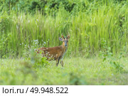 Muntiacus muntjak or fea’s barking deer or so called fea’s muntjac with flowers in background, Khao Yai National Park. Стоковое фото, агентство Ingram Publishing / Фотобанк Лори
