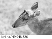 Barking deer on nature field at Khao Yai National Park,Thailand, black and white. Стоковое фото, агентство Ingram Publishing / Фотобанк Лори