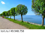 Аллея нижнего парка Петергофа с видом на воды невской губы. Стоковое фото, фотограф Жигалов Евгений Павлович / Фотобанк Лори