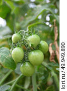 turkey berry. Стоковое фото, агентство Ingram Publishing / Фотобанк Лори