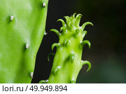 Enlarge Cactus germination, Macro shot close up. Стоковое фото, агентство Ingram Publishing / Фотобанк Лори