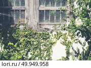 Abstract plant wall background, The Green creeper plant on grung. Abstract plant wall background, The Green creeper plant on grunge old house wall. Abstract plant wall background, The Green creeper plant on grunge old house wall. Стоковое фото, агентство Ingram Publishing / Фотобанк Лори