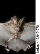 Bat in hand of researcher, Of research studies in the field. Стоковое фото, агентство Ingram Publishing / Фотобанк Лори