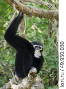White Cheeked Gibbon or Lar Gibbon. Стоковое фото, агентство Ingram Publishing / Фотобанк Лори