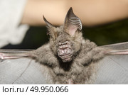 Bat in hand of researcher, Of research studies in the field. Стоковое фото, агентство Ingram Publishing / Фотобанк Лори