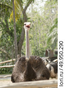 Ostrich head closeup. Стоковое фото, агентство Ingram Publishing / Фотобанк Лори