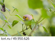 Streak-eared Bulbul (Pycnonotus blanfordi), Bird in nature. Стоковое фото, агентство Ingram Publishing / Фотобанк Лори