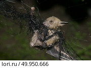 Bat in hand of researcher, Of research studies in the field. Стоковое фото, агентство Ingram Publishing / Фотобанк Лори