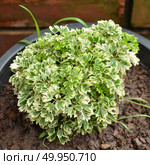 Small shrubs for landscaping. Стоковое фото, агентство Ingram Publishing / Фотобанк Лори