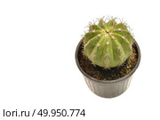 Cactus in a pot. Isolated on a white background. Стоковое фото, агентство Ingram Publishing / Фотобанк Лори