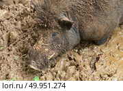 Wild pig. Стоковое фото, агентство Ingram Publishing / Фотобанк Лори