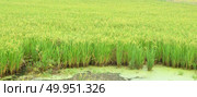 paddy agriculture. Стоковое фото, агентство Ingram Publishing / Фотобанк Лори
