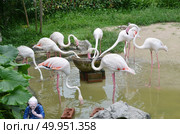 Flamingo. Стоковое фото, агентство Ingram Publishing / Фотобанк Лори