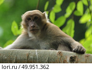 behaviors of monkey in the nature, wild macaques. Стоковое фото, агентство Ingram Publishing / Фотобанк Лори