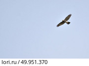 Hawks fly. Стоковое фото, агентство Ingram Publishing / Фотобанк Лори