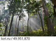 natural resource in tropical rain forest, Khao Yai National Park, Thailand. Стоковое фото, агентство Ingram Publishing / Фотобанк Лори