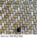 Bat in hand of researcher, Of research studies in the field. Стоковое фото, агентство Ingram Publishing / Фотобанк Лори