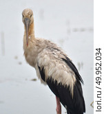 Open billed Stork bird, Anastomus oscitans in the water. Стоковое фото, агентство Ingram Publishing / Фотобанк Лори