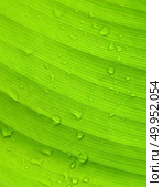 Banana leaf texture background. Стоковое фото, агентство Ingram Publishing / Фотобанк Лори
