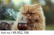 A cat is seated, smoking a pipe, and staring directly at the camera, displaying a humorous and unexpected behavior. Стоковое AI-изображение, AI-художник Данила Большаков / Фотобанк Лори