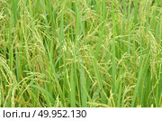 Rice. Spikelet of rice on the background of green leaves. Стоковое фото, агентство Ingram Publishing / Фотобанк Лори