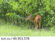 Muntiacus muntjak or fea’s barking deer or so called fea’s muntjac with flowers in background, Khao Yai National Park. Стоковое фото, агентство Ingram Publishing / Фотобанк Лори