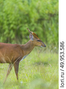 Muntiacus muntjak or fea’s barking deer or so called fea’s muntjac with flowers in background, Khao Yai National Park. Стоковое фото, агентство Ingram Publishing / Фотобанк Лори
