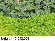 Emerald waterfall. Стоковое фото, агентство Ingram Publishing / Фотобанк Лори