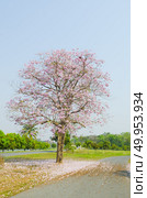 Tabebuia rosea in thailand. Стоковое фото, агентство Ingram Publishing / Фотобанк Лори