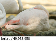 Flamingo. Стоковое фото, агентство Ingram Publishing / Фотобанк Лори