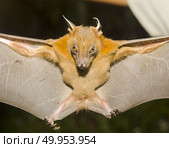 Bat in the field site for research. Стоковое фото, агентство Ingram Publishing / Фотобанк Лори