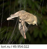 Bat in hand of researcher, Of research studies in the field. Стоковое фото, агентство Ingram Publishing / Фотобанк Лори
