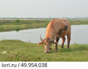 Albino buffalo (white buffalo) Стоковое фото, агентство Ingram Publishing / Фотобанк Лори