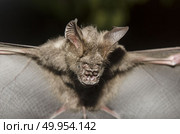 Bat in hand of researcher, Of research studies in the field. Стоковое фото, агентство Ingram Publishing / Фотобанк Лори
