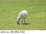 Cute funny sheep or lamb in green meadow. Стоковое фото, агентство Ingram Publishing / Фотобанк Лори