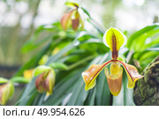 Paphiopedilum orchid flower or Lady’s Slipper orchid in Conserva. Paphiopedilum orchid flower or Lady’s Slipper orchid in Conservation Center Paphiopedilum Doi Inthanon , Chiang Mai, Thailand.. Paphiopedilum orchid flower or Lady’s Slipper orchid in Conservation Center Paphiopedilum Doi Inthanon , Chiang Mai, Thailand. Стоковое фото, агентство Ingram Publishing / Фотобанк Лори