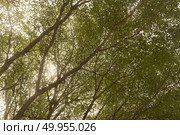 tropical canopy leaf. Стоковое фото, агентство Ingram Publishing / Фотобанк Лори