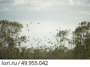 hawk birds with sunset, Thailand. Стоковое фото, агентство Ingram Publishing / Фотобанк Лори