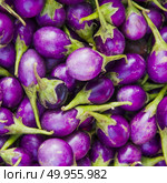 Eggplant. Стоковое фото, агентство Ingram Publishing / Фотобанк Лори