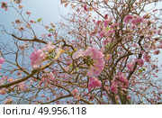 Pink Tabebuia flower blossom, Thailand. Стоковое фото, агентство Ingram Publishing / Фотобанк Лори