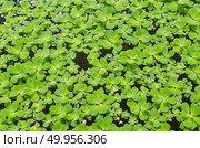 Beautiful green floating water lettuce, Pistia stratiotes. Стоковое фото, агентство Ingram Publishing / Фотобанк Лори